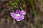 San Antonio false foxglove